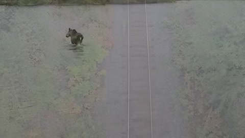 Moose Fights Off Wolf in Lake