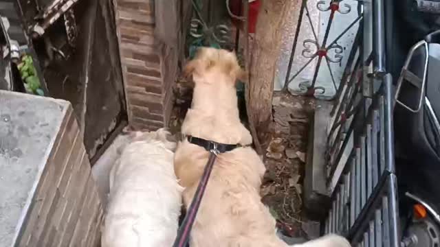 When my golden retriever see a cat