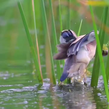 "Dive into the Mesmerizing World of the Majestic Bird's Aquatic Bounty"