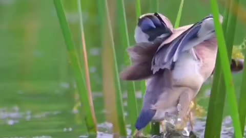 "Dive into the Mesmerizing World of the Majestic Bird's Aquatic Bounty"