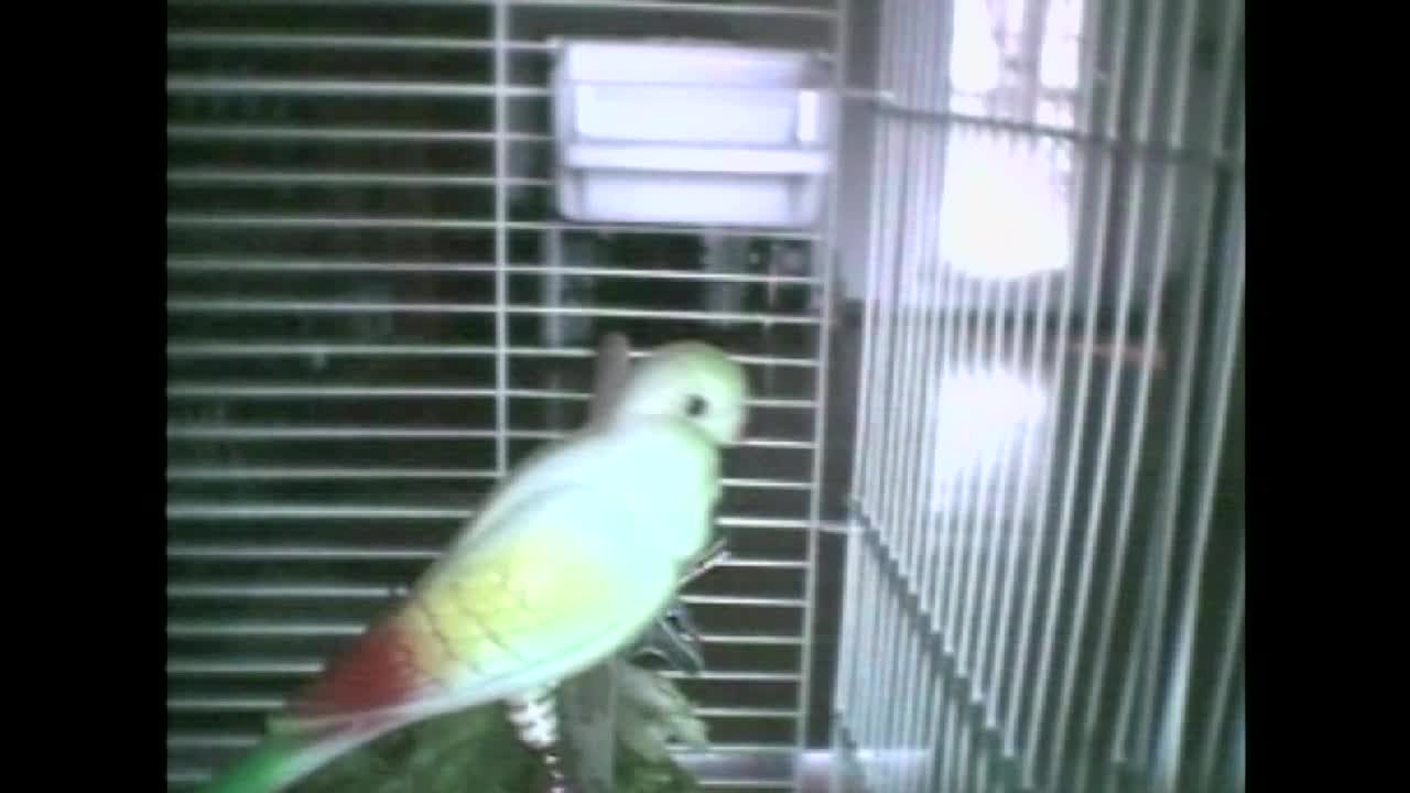 Bird Talks To Fake Bird In His Cage, Calls It "Pretty Bird"