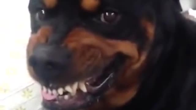 Rottweiler shows it mean face