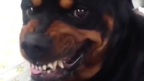 Rottweiler shows it mean face