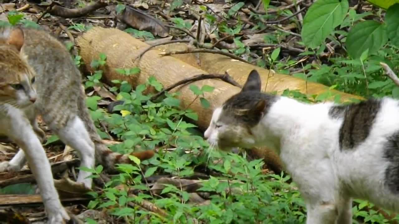 Cats fighting- cats are fighting with each other