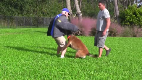 Useful - Guard Dog Training Step by Step