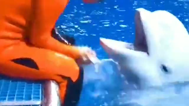 Dolphin Love Status Video