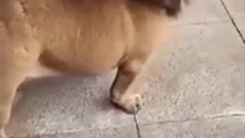 🤣Funny dog video🤣/#shorts