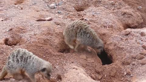 cute animal video