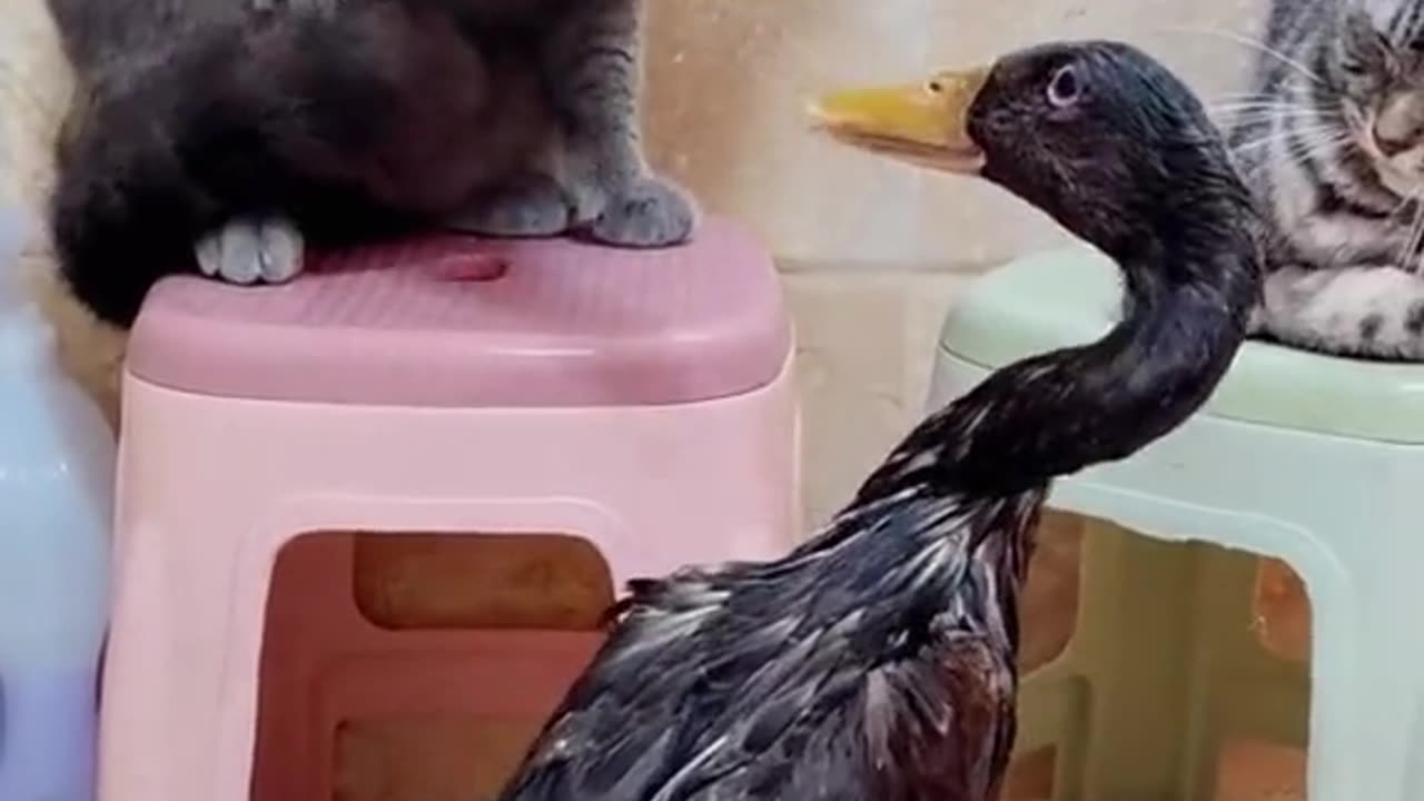 Epic Cat vs. Hilarious Duck Showdown!