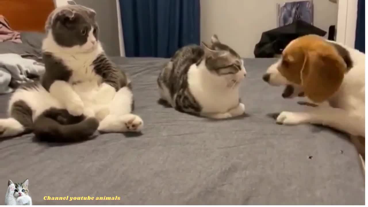 funny cat and dog video Dog fun with cat #viral