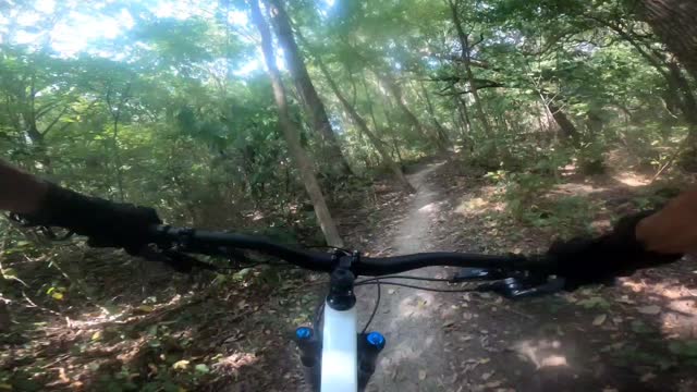 Took out a tree at erwin park mckinney tx