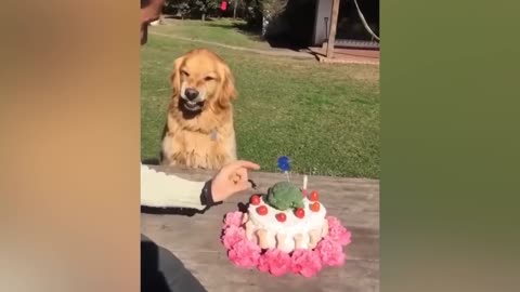 dog reaction on cutting cake