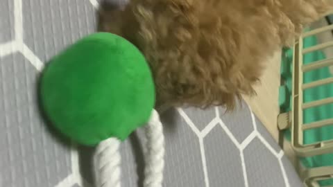 Dogs that can't bite their toys because they have no teeth