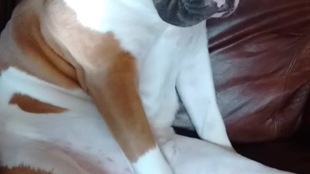 Brown and white dog sitting upright on red couch