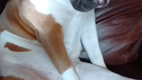 Brown and white dog sitting upright on red couch