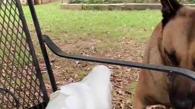 Belgian Malinois and cockatoo have stare off.