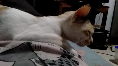 Miru ~ my cat giving a massage and hoping in return