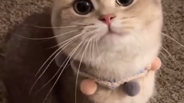 What is the cute kitty doing