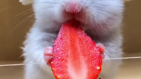 #FunnyAnimals #AdorablyCutePets #PetLove #AnimalLOL #NatureFun