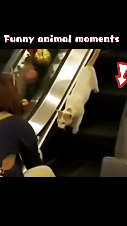 Funny Animals moments.