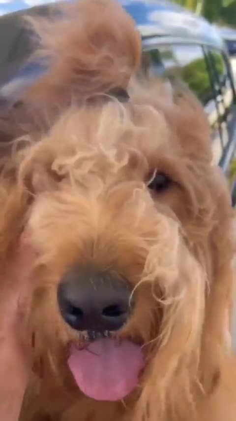 The dog behind the wheel