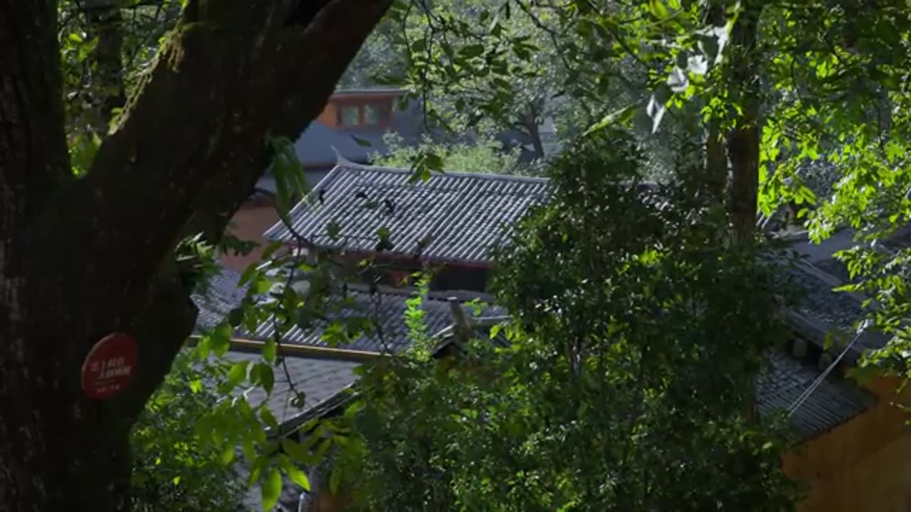 Walnuts from Thousand-Year-Old Trees