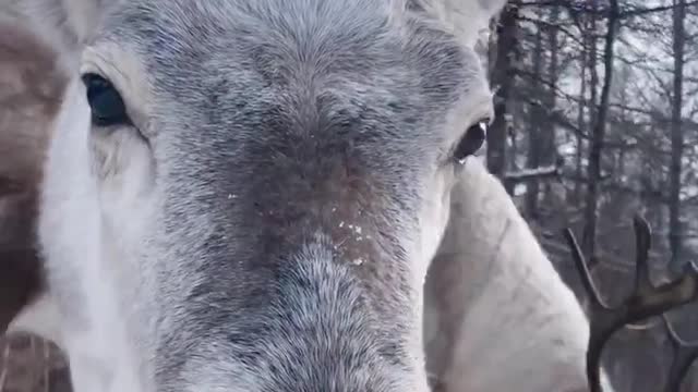 The reindeer is curious about the camera