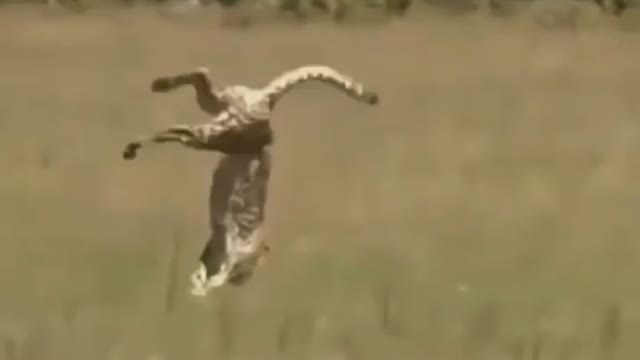Cheetah can decelerate dramatically