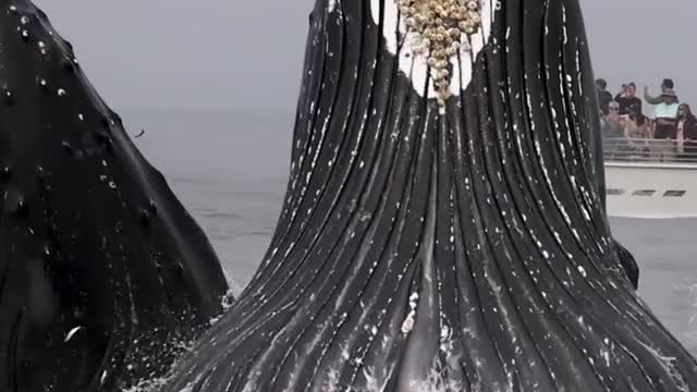 Humpbacks Feeding In Monterey Bay
