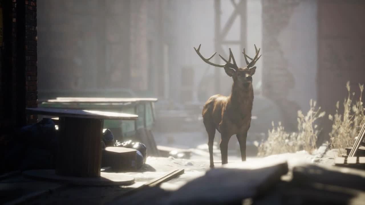 Wild deer rooming around the streets in abandoned city