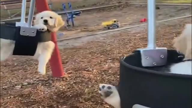 So funny dog video