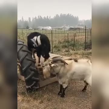 goat fight