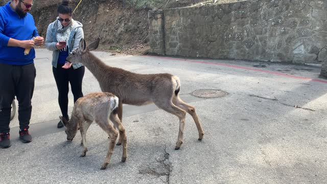 Hungry Deers