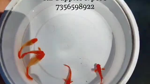 Beautiful golden 5 fish plate in water