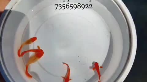 Beautiful golden 5 fish plate in water