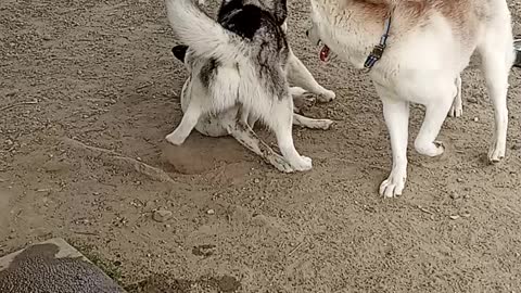 Everest my husky w other huskies