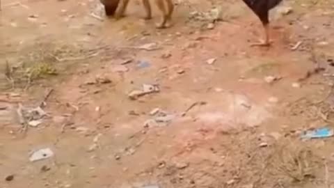 Funny animal video