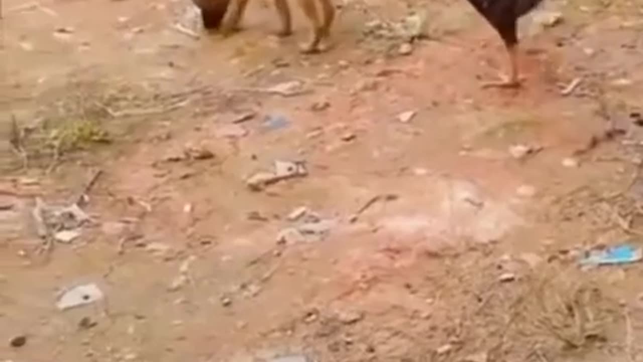 Funny animal video