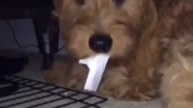 Guilty dog under bed