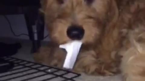Guilty dog under bed