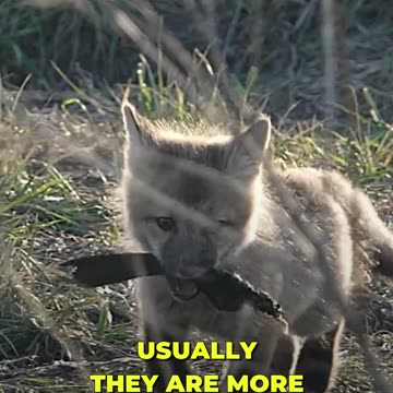 🌟 Curious about the difference between coyotes and wolves? 🦊