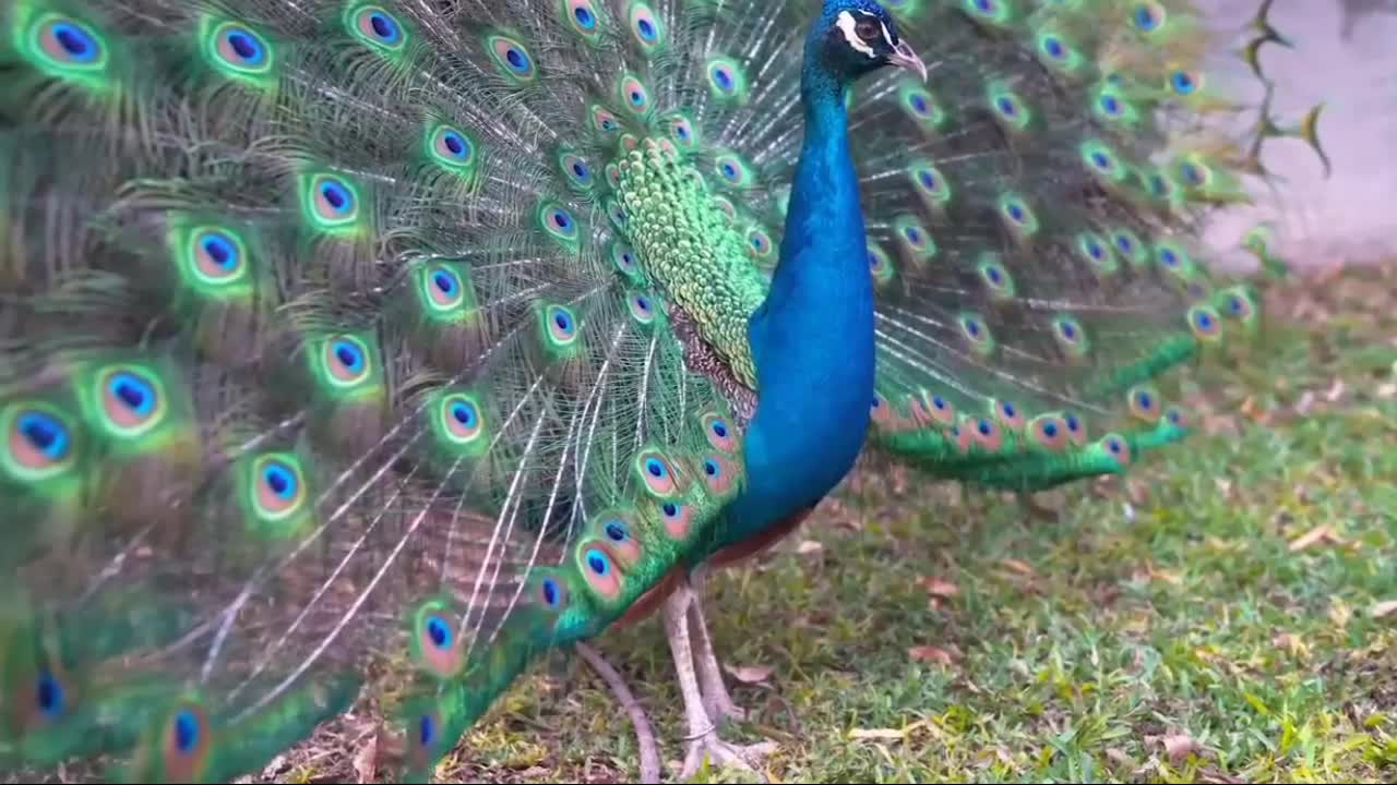 Wow ! Beautiful peacock