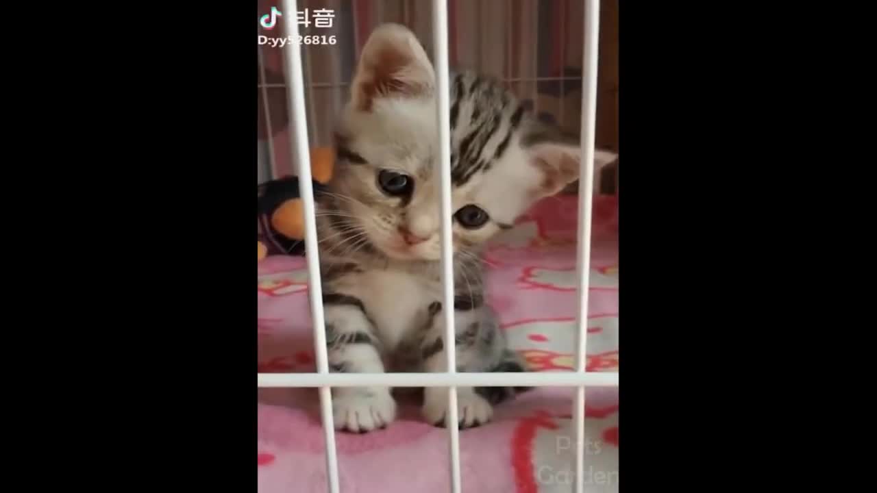 Compiled of cute and funny kittens