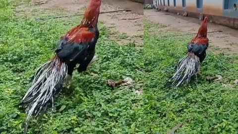 Balamurugan Parrot Nose Farm_p1