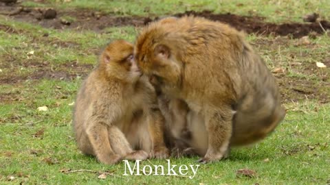 In the animal world!!! Our favorite monkeys! Animals for kids!