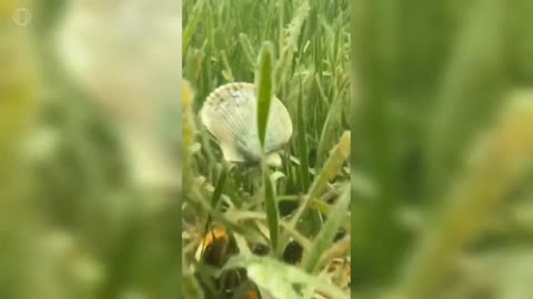 dancing scallops