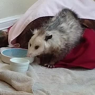 Baby Opossum wakes up for a morning drink