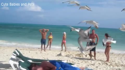 # funny animal video