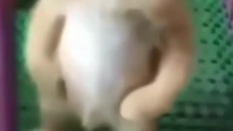 Funny cat 🐈