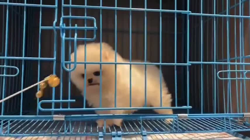 pet baby family has a treasure